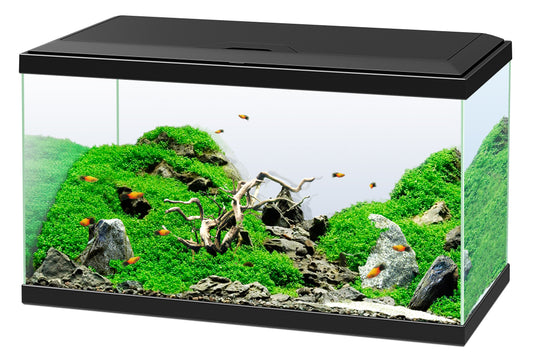 Akvarium Svart Aquarium 60 Ciano